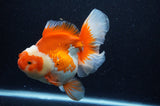 Thai Oranda  Red White 6 Inch (ID#307To7b-113)