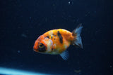 Baby Ranchu  Calico 2.5 Inch (ID#1224R9c-33) Free2Day SHIPPING