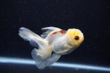 Juvenile Thai Oranda  Tricolor 4 Inch (ID#1206To12c-87) Free2Day SHIPPING