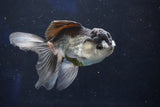 Juvenile Thai Oranda  Panda 4 Inch (ID#1018To13b-99) Free2Day SHIPPING