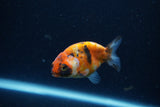 Baby Ranchu  Calico 2.5 Inch (ID#1224R9c-33) Free2Day SHIPPING