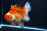 Thai Oranda  Red White 6 Inch (ID#307To7b-113)
