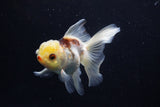 Juvenile Thai Oranda  Tricolor 4 Inch (ID#1206To12c-87) Free2Day SHIPPING