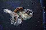 Juvenile Thai Oranda  Panda 4 Inch (ID#1018To13b-99) Free2Day SHIPPING