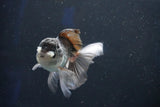 Juvenile Thai Oranda  Panda 4 Inch (ID#1018To13b-99) Free2Day SHIPPING