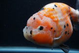 Jumbo Ranchu  Calico 5 Inch (ID#0107R14a-115)