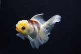 Juvenile Thai Oranda  Tricolor 4 Inch (ID#1206To12c-87) Free2Day SHIPPING