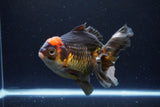 Thai Oranda  Tricolor 5.5 Inch (ID#1108To6c-118)