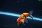 Baby Ranchu  Calico 2.5 Inch (ID#1224R9c-33) Free2Day SHIPPING