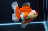 Thai Oranda  Red White 6 Inch (ID#307To7b-113)