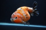 Jumbo Ranchu  Calico 5 Inch (ID#0107R14a-115)