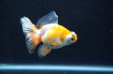 Butterfly  Red White 3.5 Inch (ID#415B8b-41) Free2Day SHIPPING