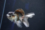 Juvenile Thai Oranda  Panda 4 Inch (ID#1018To13b-99) Free2Day SHIPPING