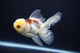 Juvenile Thai Oranda  Tricolor 4 Inch (ID#1206To12c-87) Free2Day SHIPPING