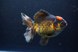 Thai Oranda  Tricolor 5.5 Inch (ID#1108To6c-118)