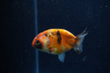 Baby Ranchu  Calico 2.5 Inch (ID#1224R9c-33) Free2Day SHIPPING