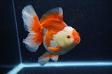 Thai Oranda  Red White 6 Inch (ID#307To7b-113)