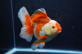 Thai Oranda  Red White 6 Inch (ID#307To7b-113)