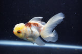 Juvenile Thai Oranda  Tricolor 4 Inch (ID#1206To12c-87) Free2Day SHIPPING