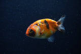 Baby Ranchu  Calico 2.5 Inch (ID#1224R9c-33) Free2Day SHIPPING