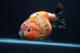 Jumbo Ranchu  Calico 5 Inch (ID#0107R14a-115)