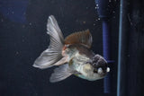 Juvenile Thai Oranda  Panda 4 Inch (ID#1018To13b-99) Free2Day SHIPPING