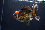 Thai Oranda  Tricolor 5.5 Inch (ID#1108To6c-118)