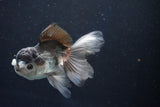 Juvenile Thai Oranda  Panda 4 Inch (ID#1018To13b-99) Free2Day SHIPPING