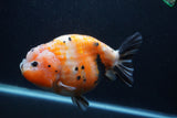 Jumbo Ranchu  Calico 5 Inch (ID#0107R14a-115)