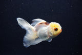 Juvenile Thai Oranda  Tricolor 4 Inch (ID#1206To12c-87) Free2Day SHIPPING