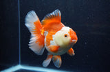Thai Oranda  Red White 6 Inch (ID#307To7b-113)
