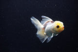 Juvenile Thai Oranda  Tricolor 4 Inch (ID#1206To12c-87) Free2Day SHIPPING