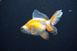 Butterfly  Red White 3.5 Inch (ID#415B8b-41) Free2Day SHIPPING