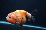 Jumbo Ranchu  Calico 5 Inch (ID#0107R14a-115)