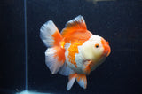 Thai Oranda  Red White 6 Inch (ID#307To7b-113)