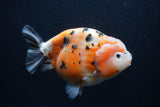 Jumbo Ranchu  Calico 5 Inch (ID#0107R14a-115)