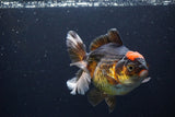 Thai Oranda  Tricolor 5.5 Inch (ID#1108To6c-118)