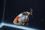 Baby Ranchu  Calico 3 Inch (ID#1224R9c-34) Free2Day SHIPPING