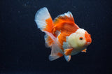 Thai Oranda  Red White 6 Inch (ID#307To7b-113)