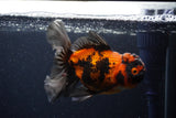 Thai Oranda  Tricolor 5 Inch (ID#221T5c-68) Free2Day SHIPPING