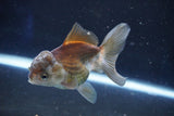 Juvenile Thai Oranda  Panda 4 Inch (ID#1022To13b-89) Free2Day SHIPPING