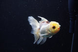 Juvenile Thai Oranda  Tricolor 4 Inch (ID#1206To12c-87) Free2Day SHIPPING