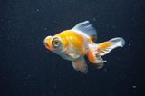 Butterfly  Red White 3.5 Inch (ID#415B8b-41) Free2Day SHIPPING