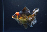 Thai Oranda  Tricolor 5.5 Inch (ID#1108To6c-118)