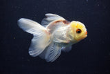 Juvenile Thai Oranda  Tricolor 4 Inch (ID#1206To12c-87) Free2Day SHIPPING