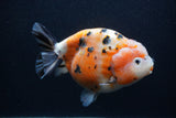 Jumbo Ranchu  Calico 5 Inch (ID#0107R14a-115)