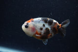 Baby Ranchu  Calico 3 Inch (ID#1224R9c-34) Free2Day SHIPPING