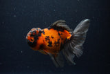 Thai Oranda  Tricolor 5 Inch (ID#221T5c-68) Free2Day SHIPPING