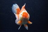 Thai Oranda  Red White 6 Inch (ID#307To7b-113)
