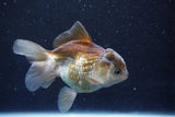 Juvenile Thai Oranda  Panda 4 Inch (ID#1022To13b-89) Free2Day SHIPPING